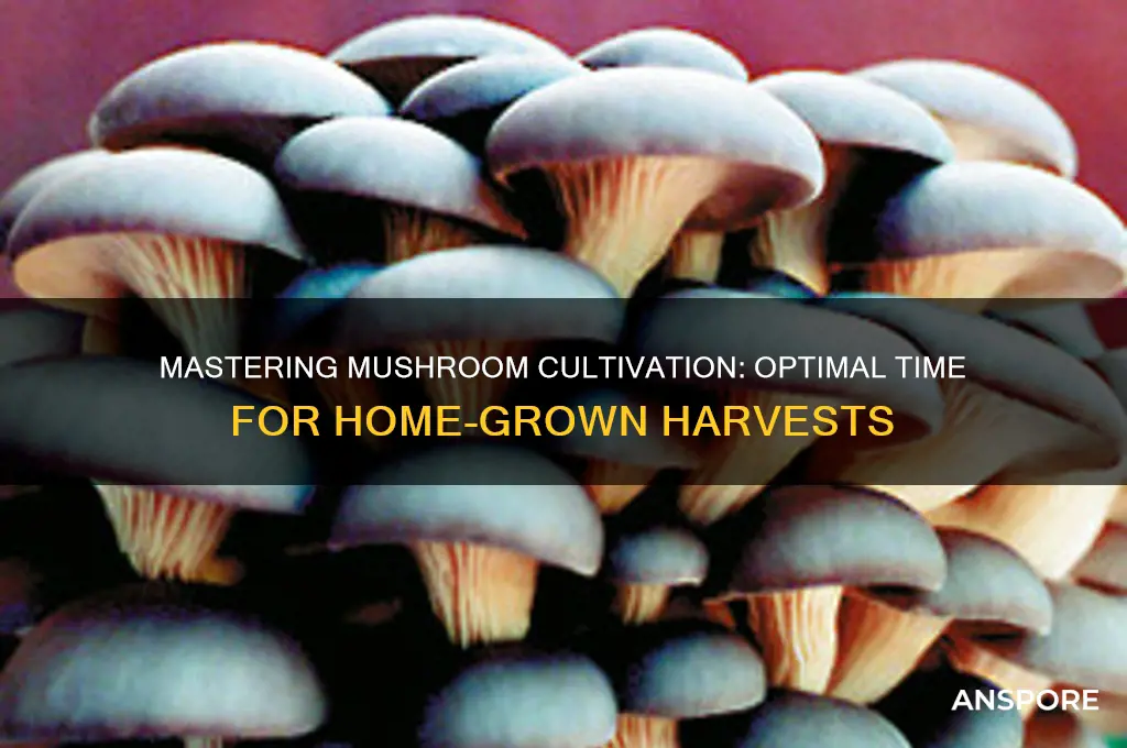 how long to grow mushrooms at home