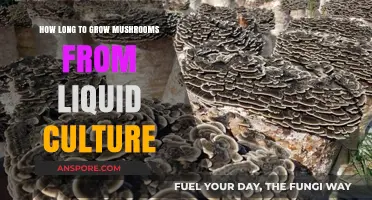 Growing Mushrooms from Liquid Culture: Optimal Timeframe Explained