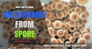 Growing Mushrooms from Spores: Understanding the Timeframe for Success
