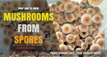 Growing Mushrooms from Spores: Understanding the Timeframe for Success