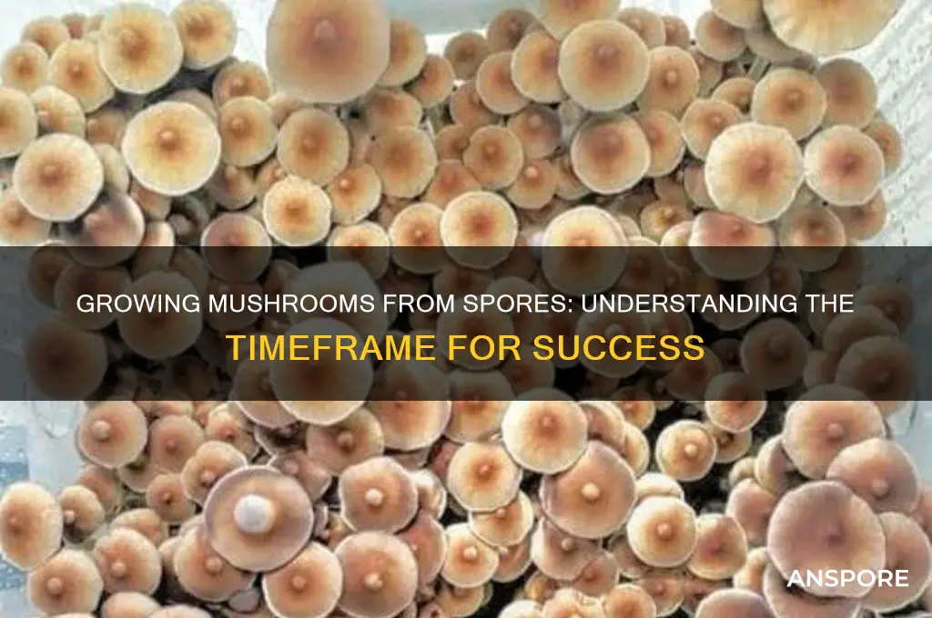 how long to grow mushrooms from spores