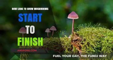 From Spores to Harvest: Complete Mushroom Growing Timeline Revealed
