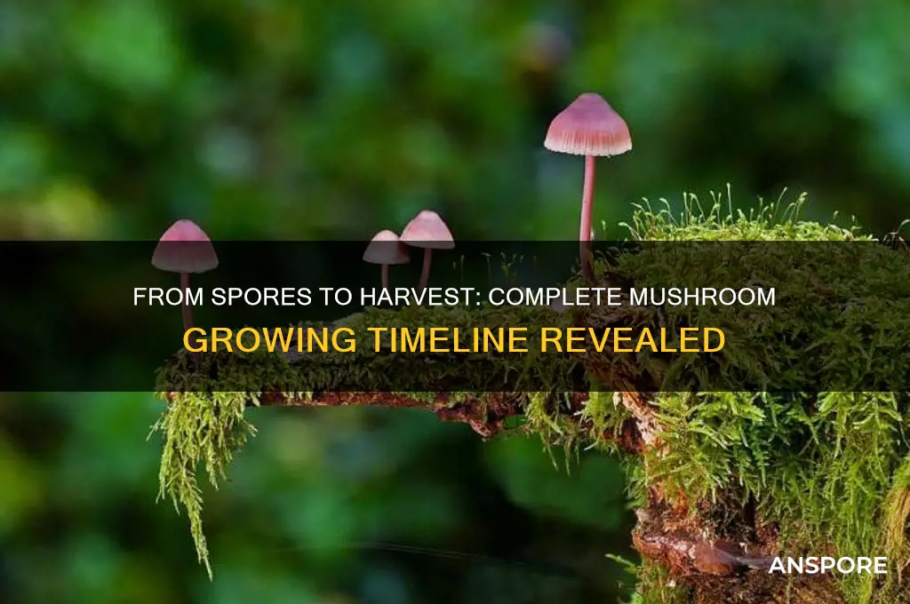 how long to grow mushrooms start to finish