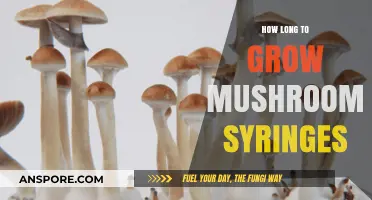 Growing Mushrooms with Syringes: Understanding the Optimal Timeframe