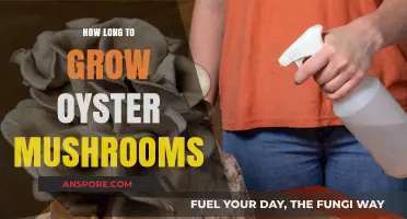 Growing Oyster Mushrooms: Timeframe and Tips for a Bountiful Harvest