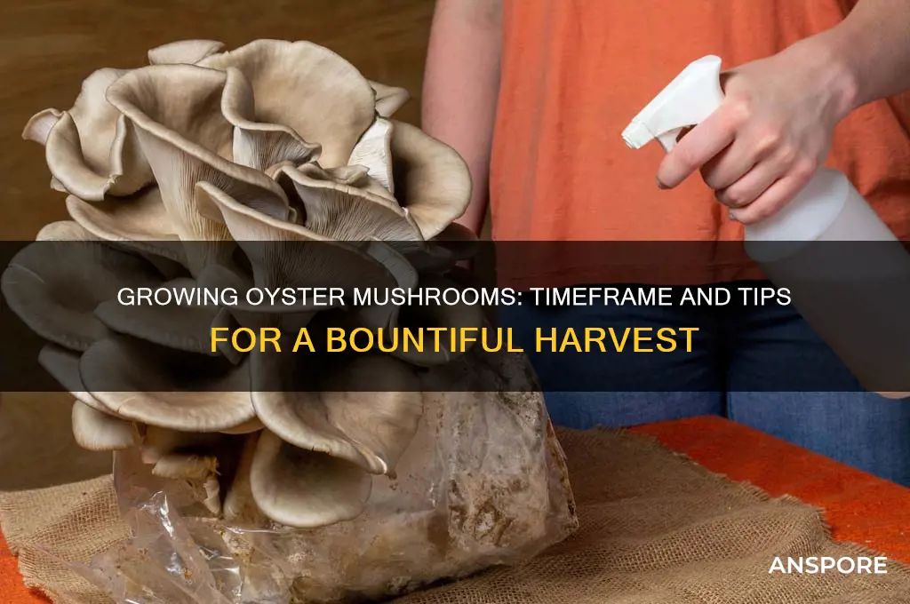 how long to grow oyster mushrooms