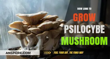 Growing Psilocybe Mushrooms: Timeframe and Cultivation Tips Revealed