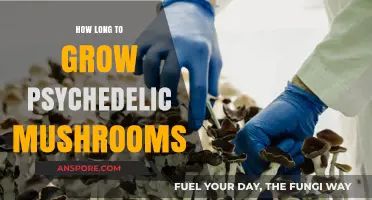Growing Psychedelic Mushrooms: Timeframe, Tips, and Cultivation Essentials