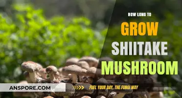Shiitake Mushroom Growth Timeline: From Spawn to Harvest Explained