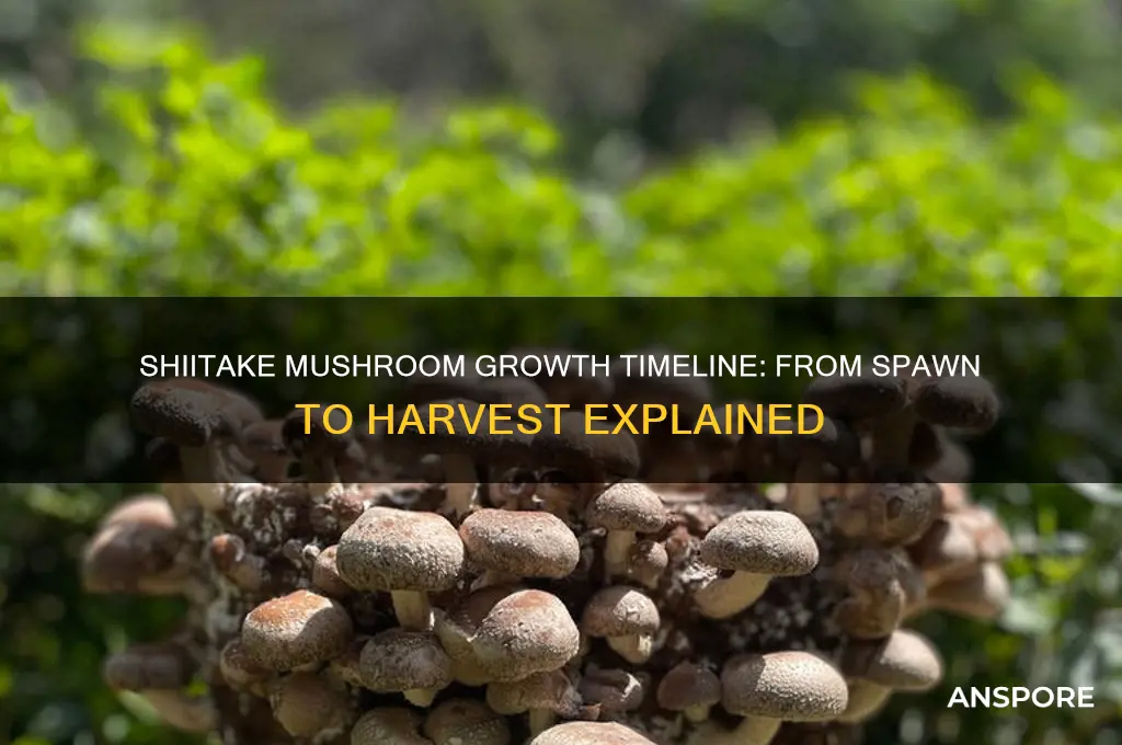 how long to grow shiitake mushrooms