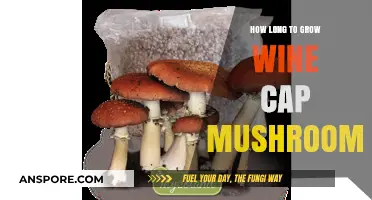 Wine Cap Mushrooms: Optimal Growing Time and Harvest Tips
