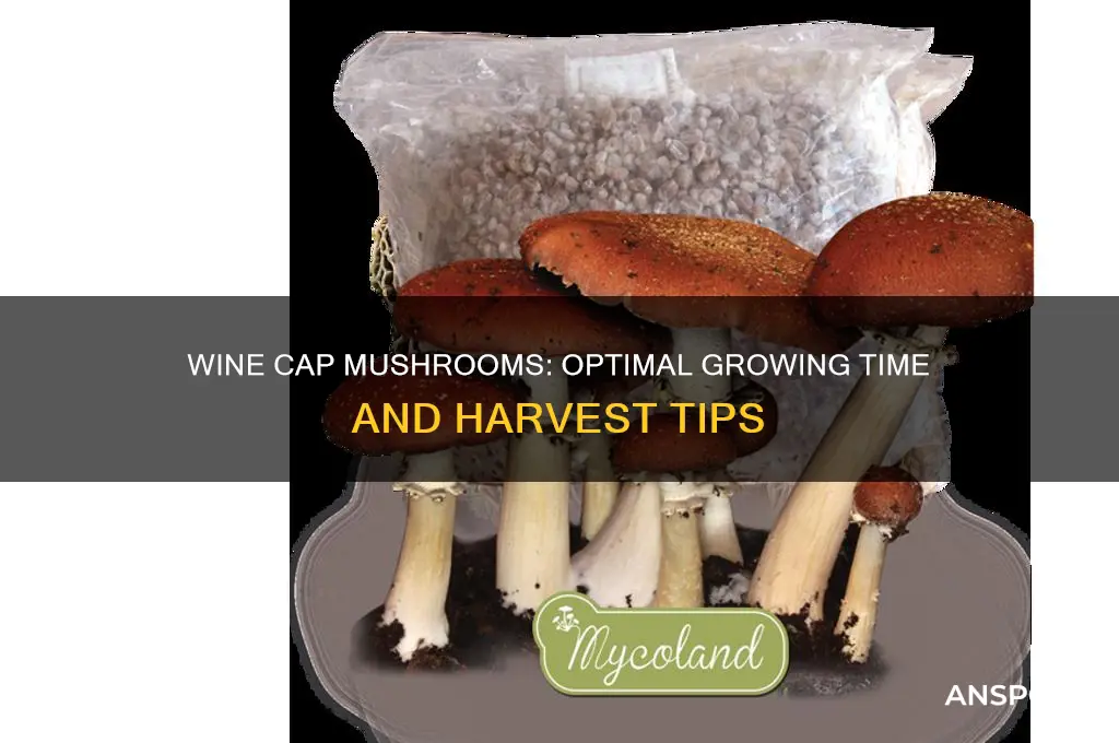 how long to grow wine cap mushrooms
