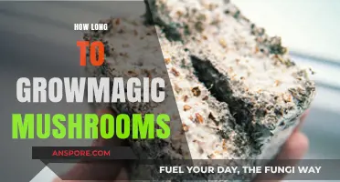 Growing Magic Mushrooms: Timeline and Tips for Successful Cultivation