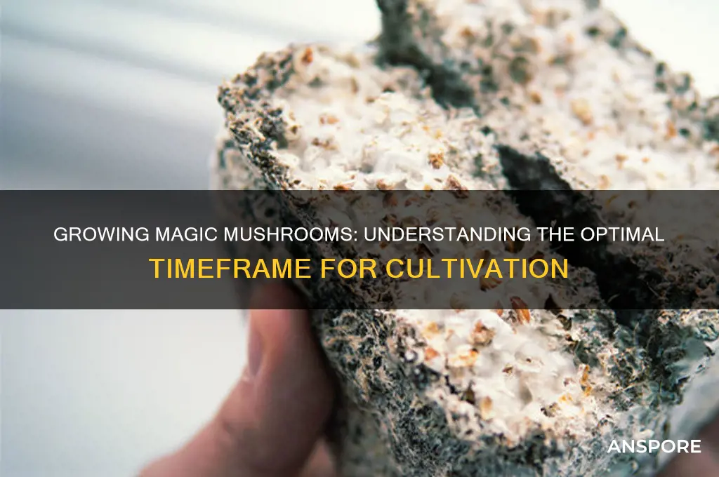 how long to grwo magic mushrooms