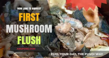 Harvesting Your First Mushroom Flush: Timing and Tips for Success