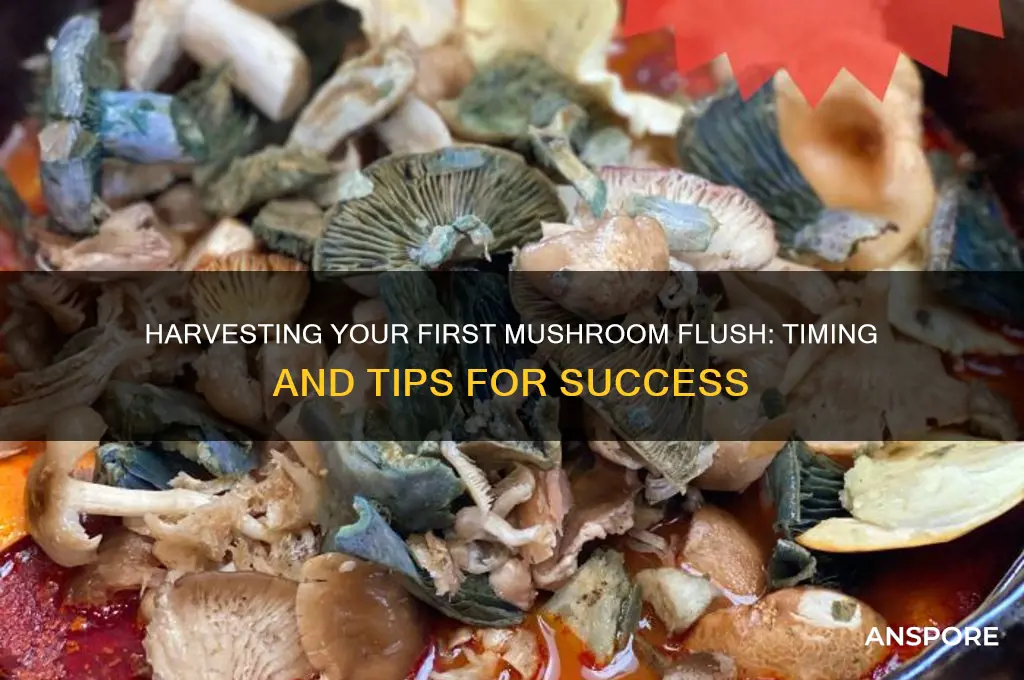 how long to harvest first mushroom flush