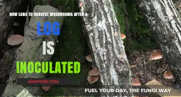 Harvesting Mushrooms: Timing Your Log Inoculation for Optimal Yield