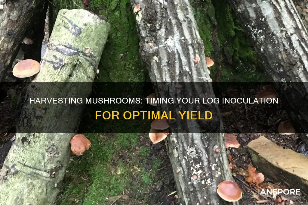 how long to harvest mushrooms after a log is inoculated