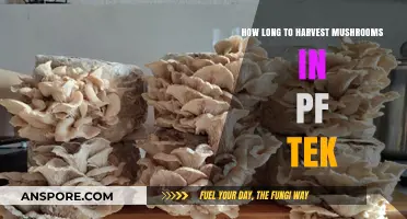PF Tek Mushroom Harvest Timeline: When to Pick Your Crop