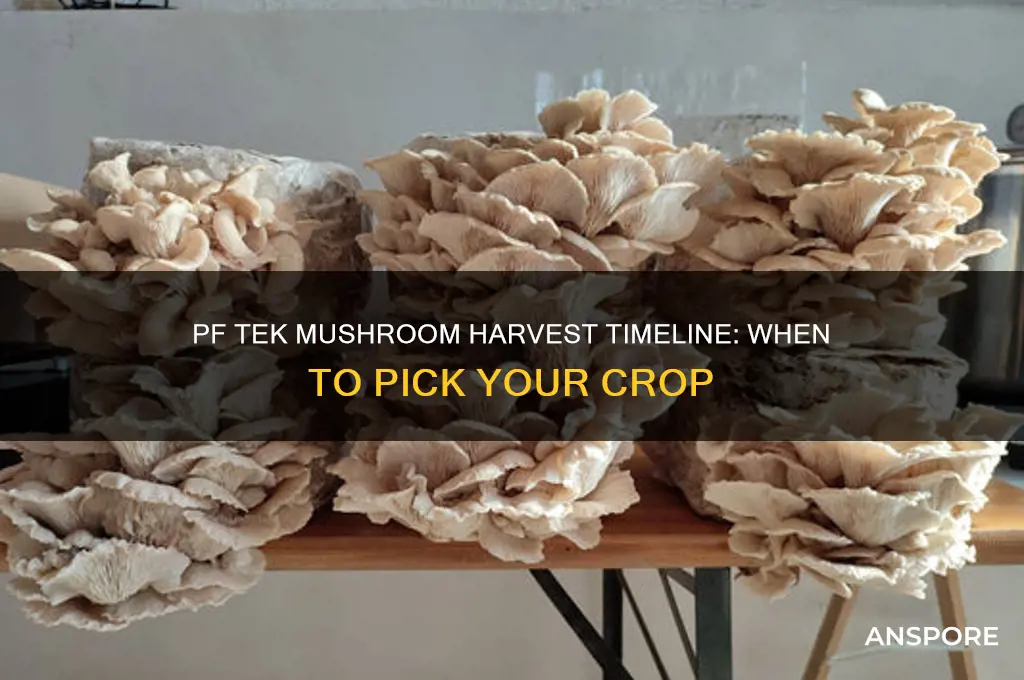 how long to harvest mushrooms in pf tek