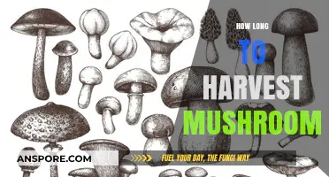 From Spawn to Harvest: Understanding Mushroom Growth Timelines
