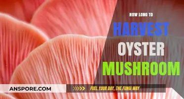 Harvesting Oyster Mushrooms: Timing and Tips for Optimal Yield
