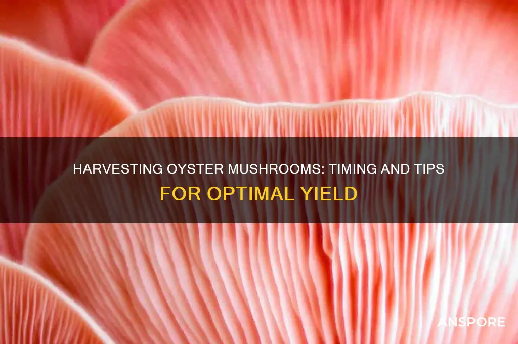 how long to harvest oyster mushrooms