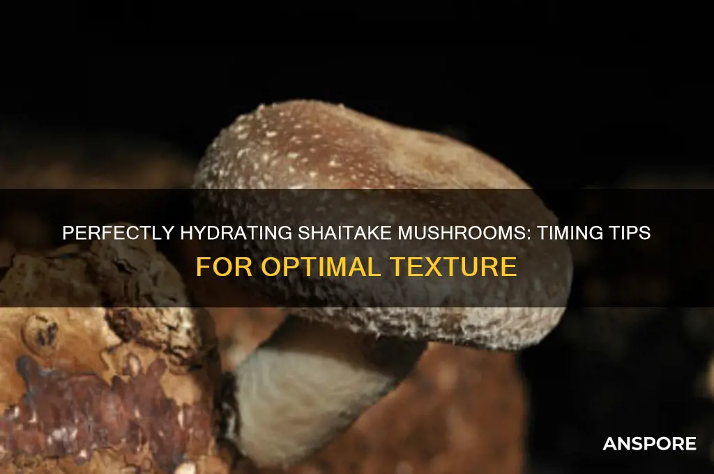 how long to hydrate a shataki mushrooms