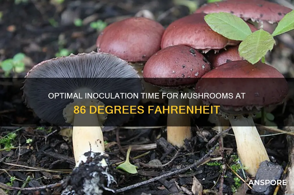how long to innoculate mushrooms at 86 degrees