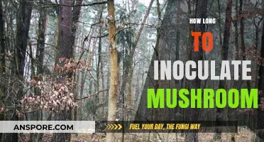 Mastering Mushroom Inoculation: Optimal Timing for Successful Growth
