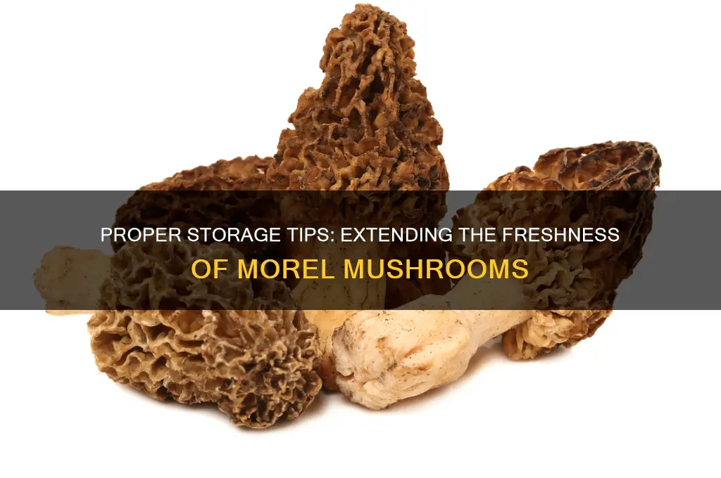 how long to keep morel mushrooms
