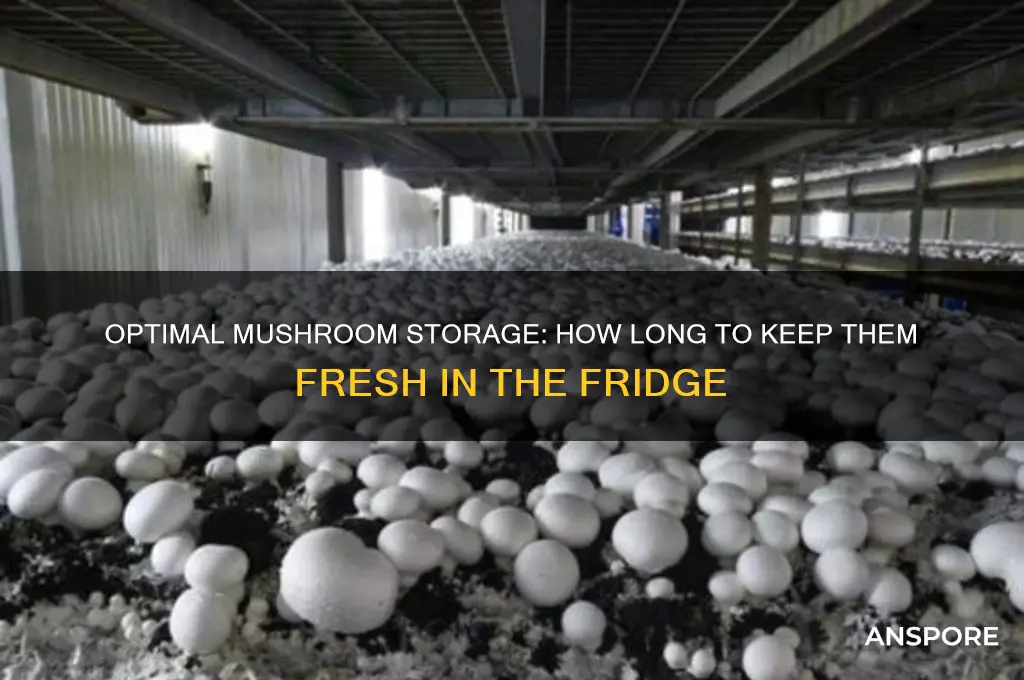 how long to keep mushrooms in frig