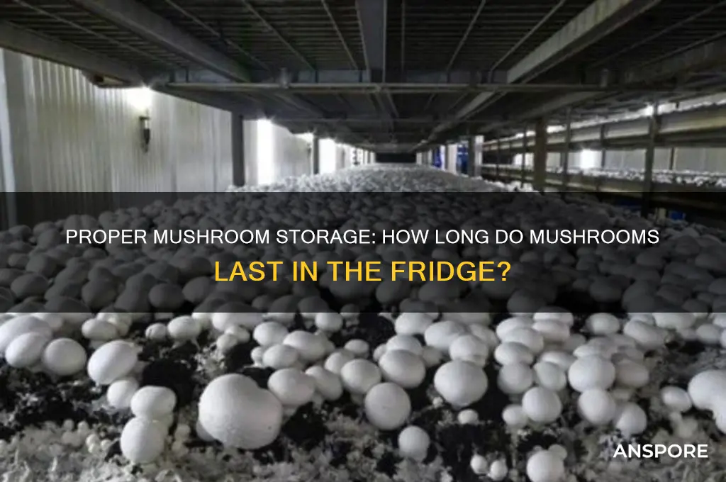 how long to keep mushrooms in refrigerator