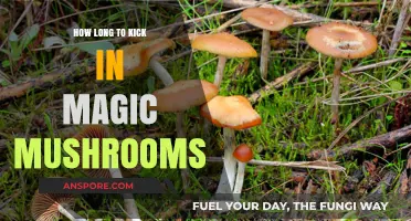 Magic Mushrooms: Understanding the Onset Time for Your Psychedelic Journey