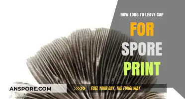 Optimal Time for Leaving Caps for Spore Prints: A Guide