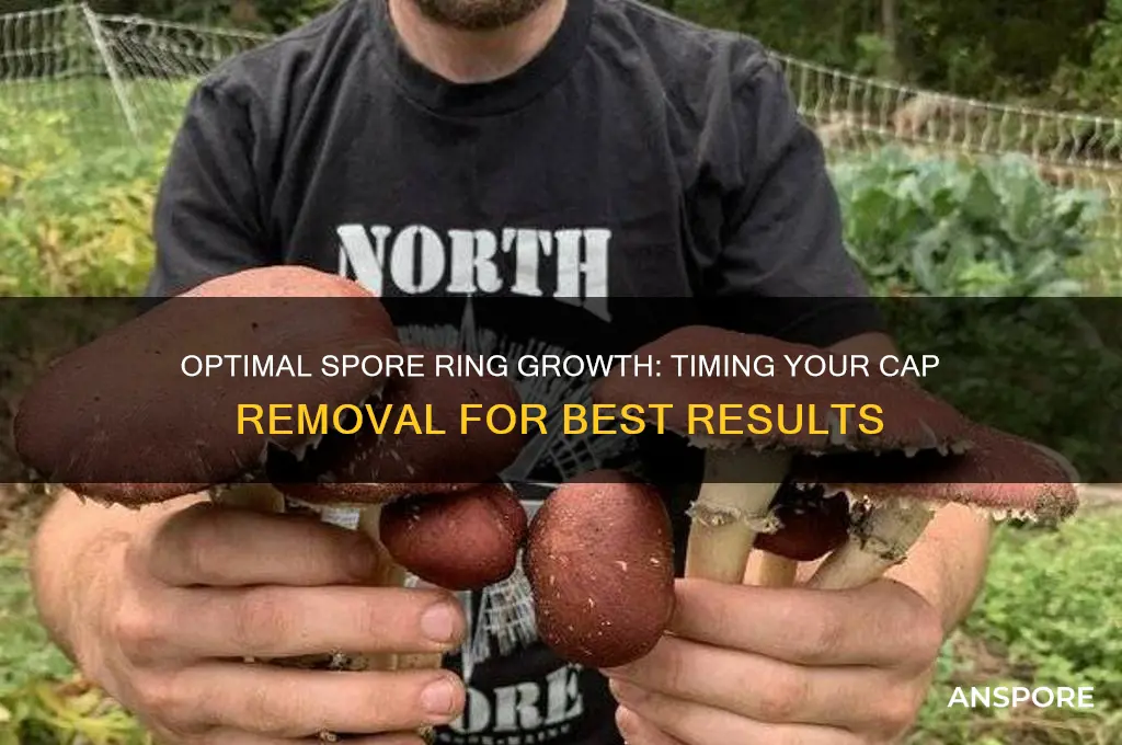 how long to leave cap for spore ring