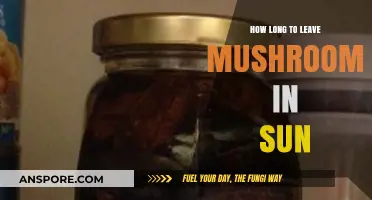 Sun-Drying Mushrooms: Optimal Time for Perfect Preservation and Flavor