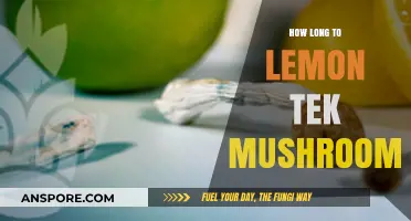 Lemon Tek Mushrooms: Timing and Effects for Optimal Experience