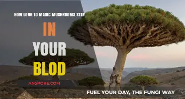 How Long Do Magic Mushrooms Stay in Your Blood?