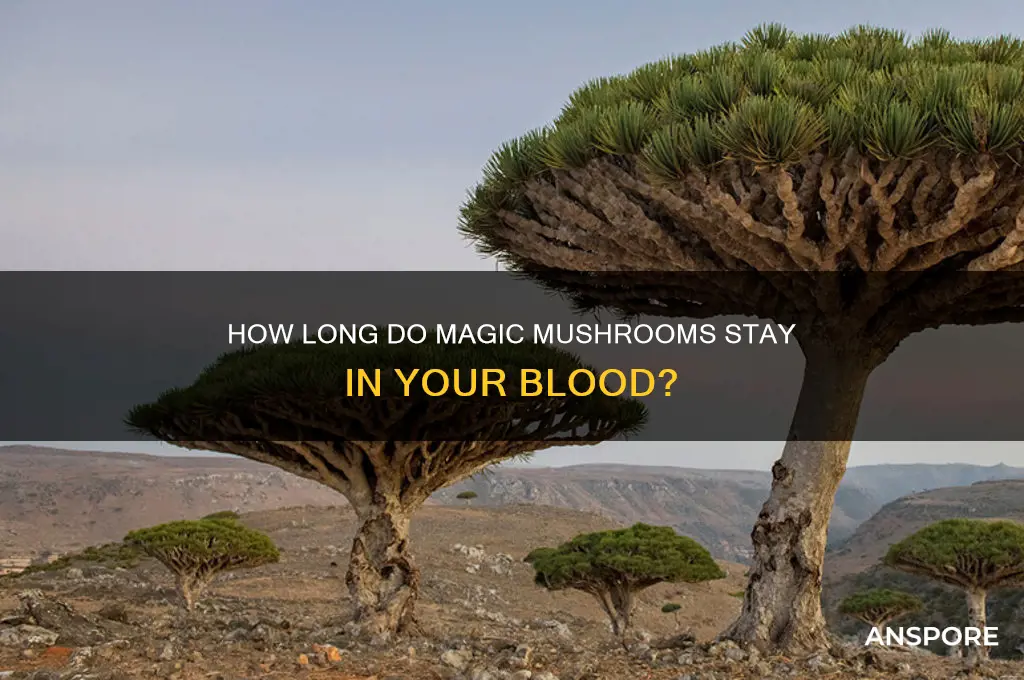 how long to magic mushrooms stay in your blod