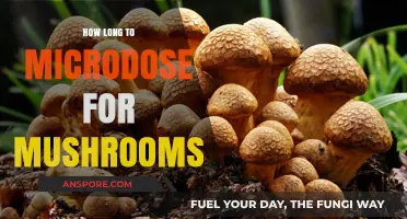 Optimal Microdosing Duration: Finding the Right Mushroom Routine for You