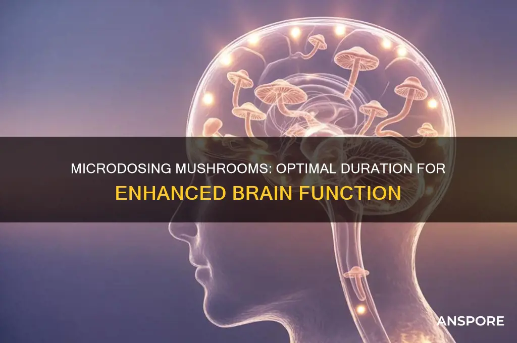 how long to microdose mushrooms for improving brain function