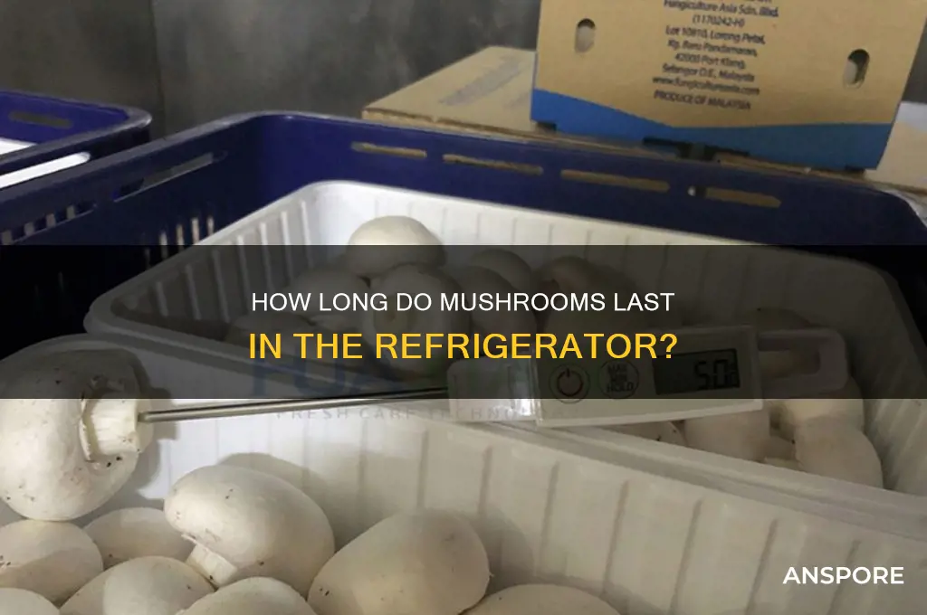 how long to mushrooms keep in refrigurator