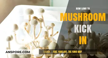 How Long Do Mushrooms Take to Kick In? A Guide