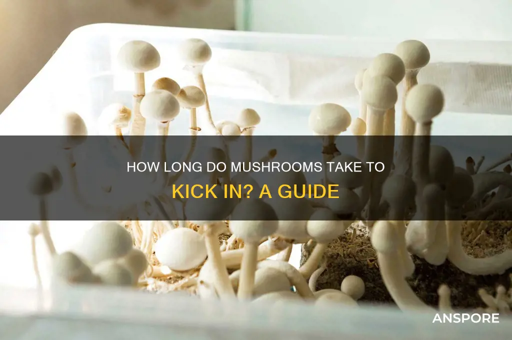 how long to mushrooms kick in