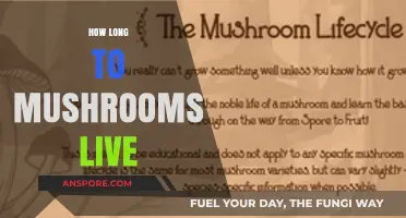 Understanding the Lifespan of Mushrooms: How Long Do They Live?