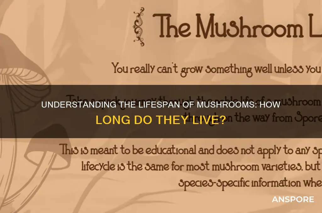 how long to mushrooms live