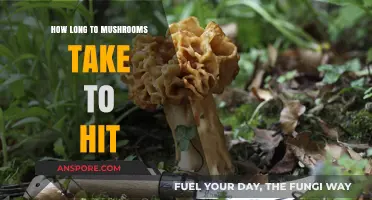 How Long Do Mushrooms Take to Kick In?