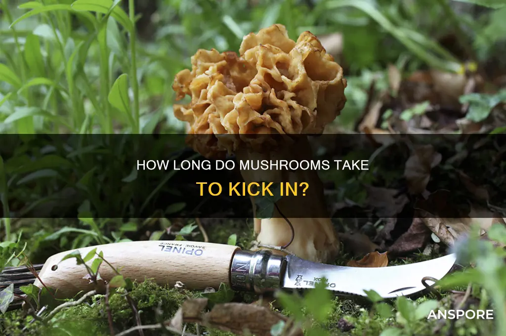 how long to mushrooms take to hit