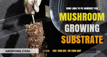 Perfecting PC Sawdust Substrate: Timing for Optimal Mushroom Growth